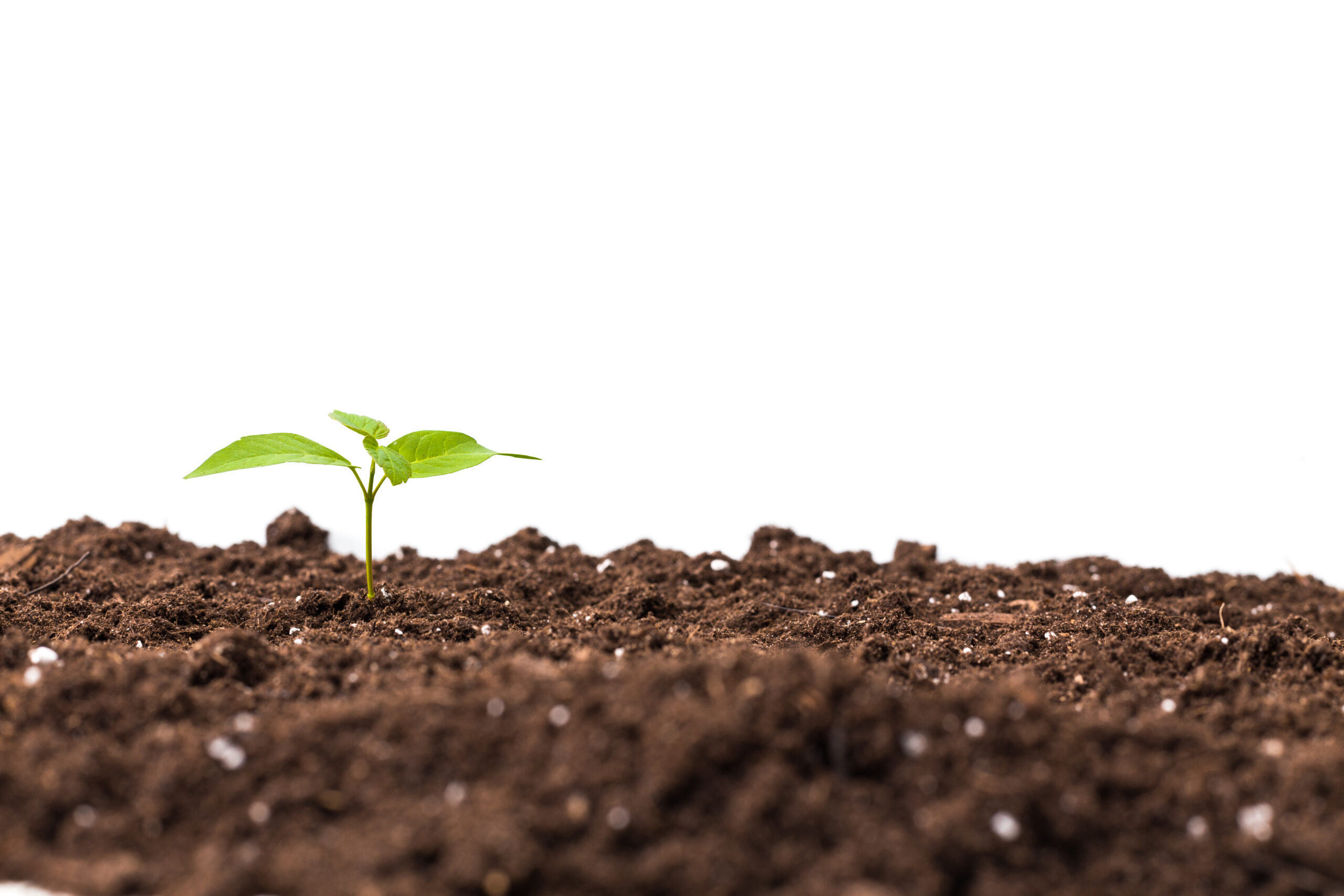 Plant cultivation in a controlled environment for agricultural research